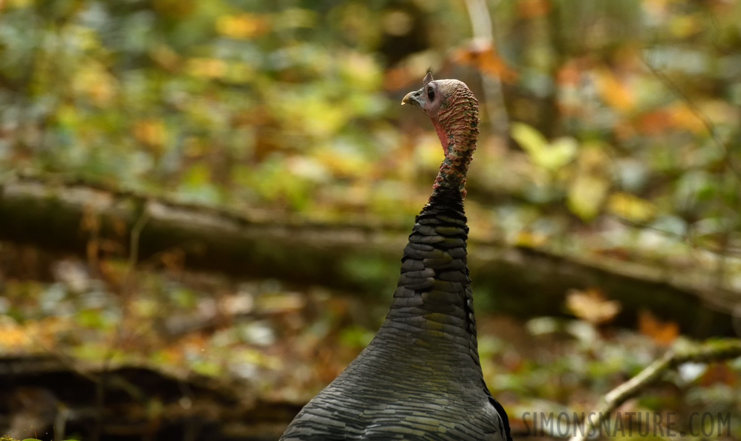 Meleagris gallopavo silvestris [400 mm, 1/80 sec at f / 7.1, ISO 2000]